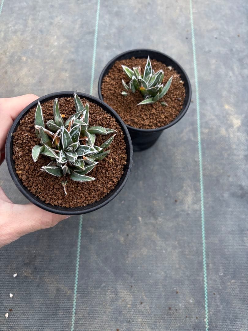 アガベ　笹の雪　萎縮個体　超矮性　姫笹の雪　2鉢を鉢発送致します検　氷山虎斑白虎