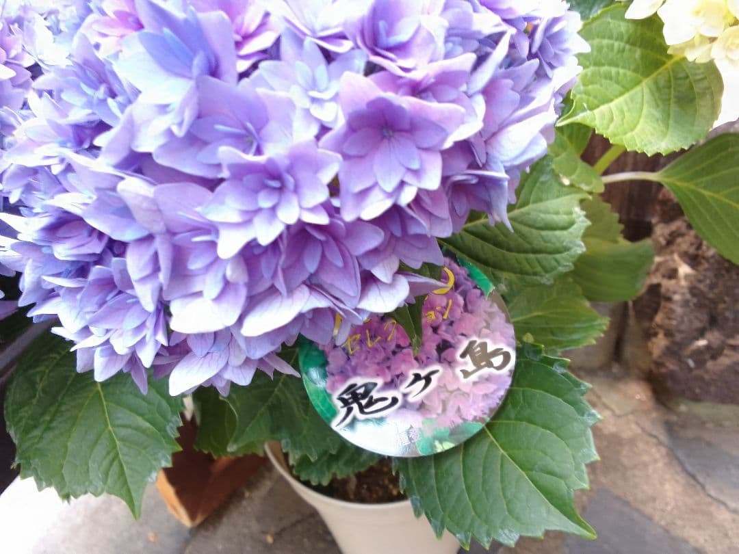 アンティークカラーに。。◆ボリューム満点◆幾重にも重なった花弁　鬼ヶ島　紫陽花