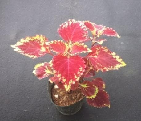 コリウス 　挿し木用　2本（枝）観葉植物　②。