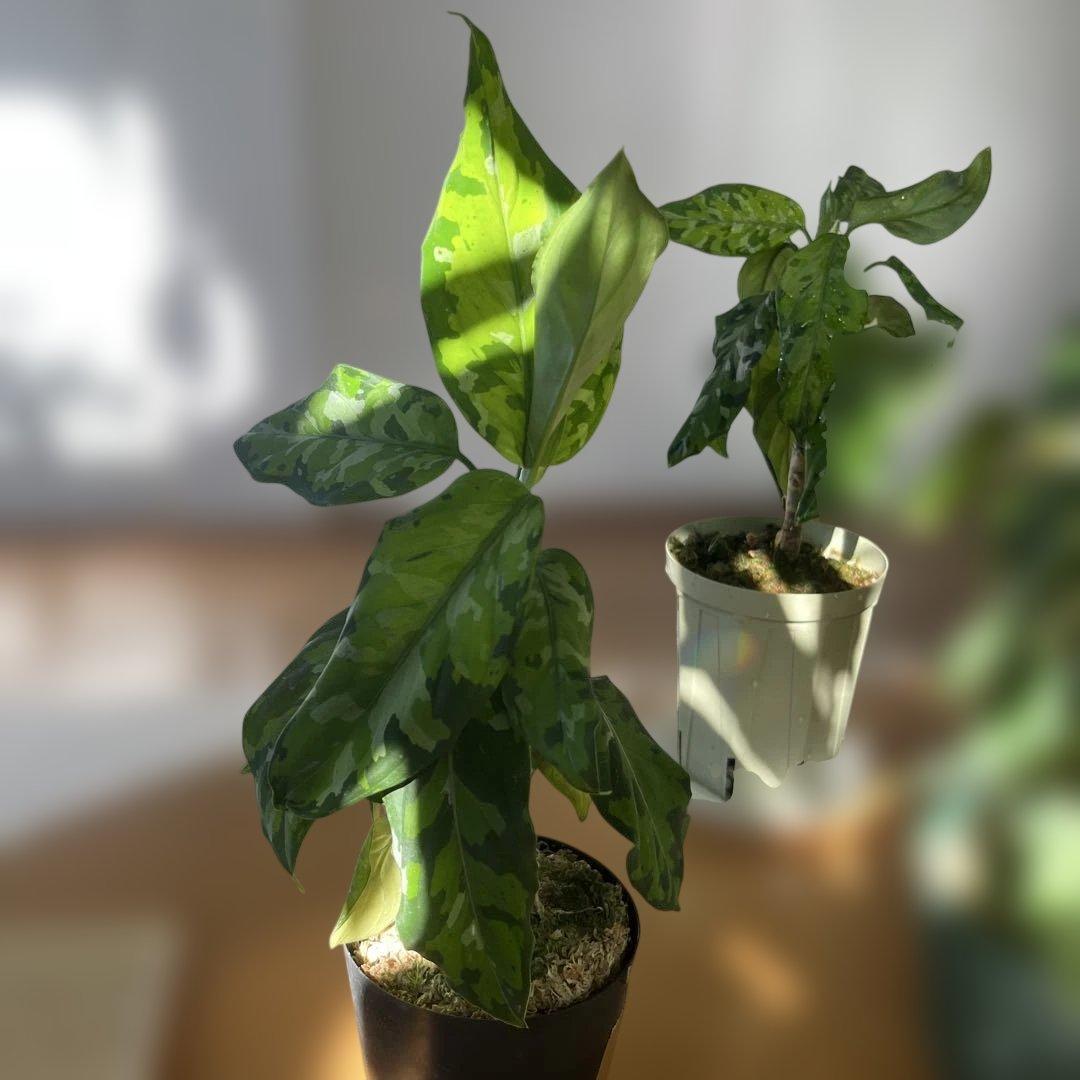 ピクタム　神奈川県限定　希少