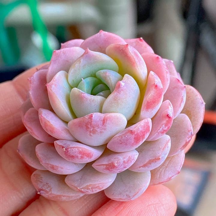 アメイジンググレイス　ラスト