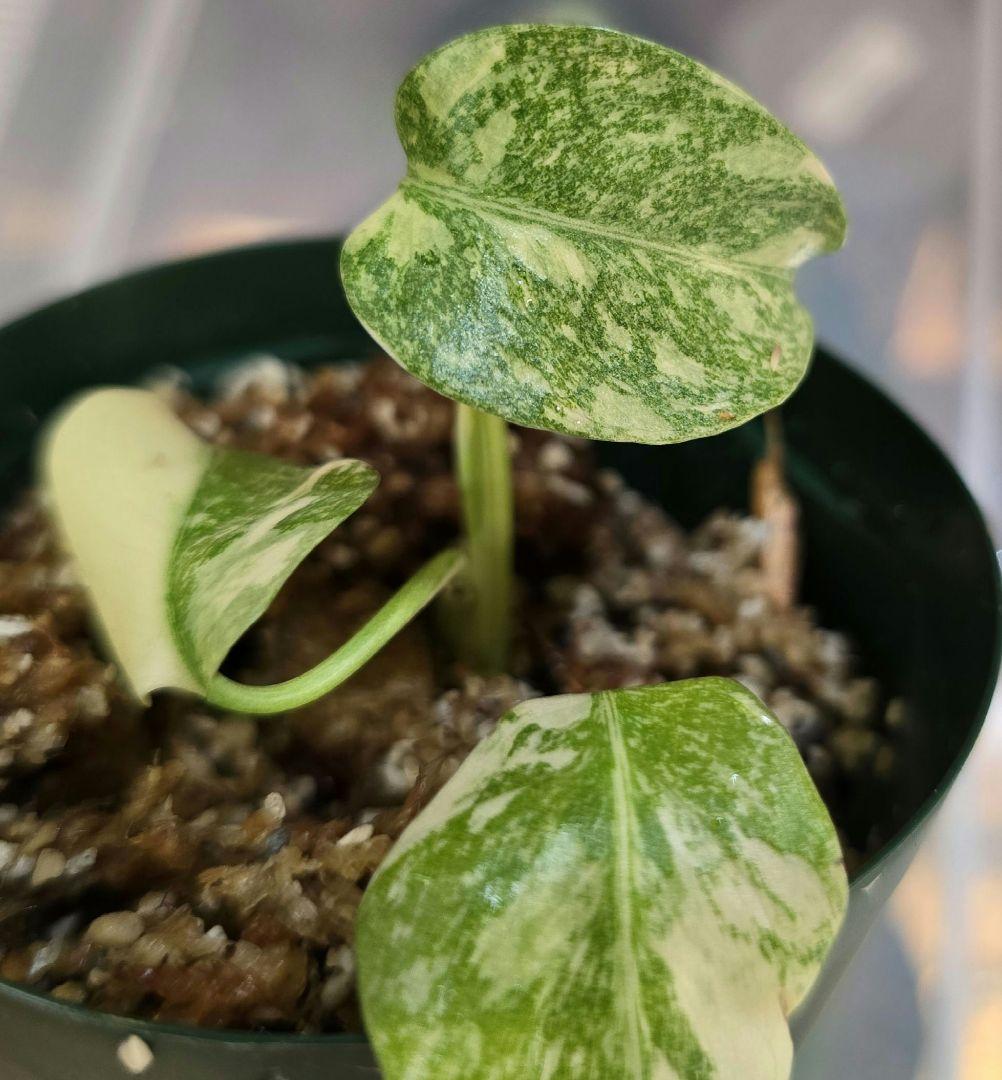 モンステラ ”レガシー”斑入り 順化済み！Legacy