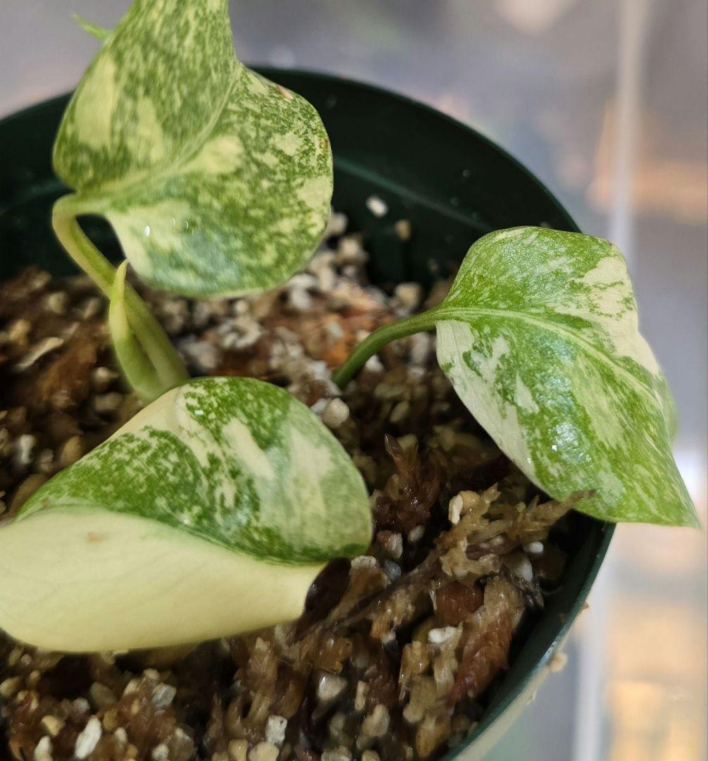 モンステラ ”レガシー”斑入り 順化済み！Legacy