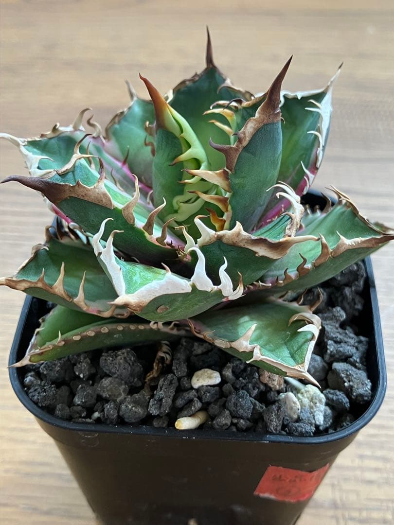 匿名配送【鉢ごと発送】活着　特大　アガべ　チタノタ　赤猫錦　覆輪斑　TC