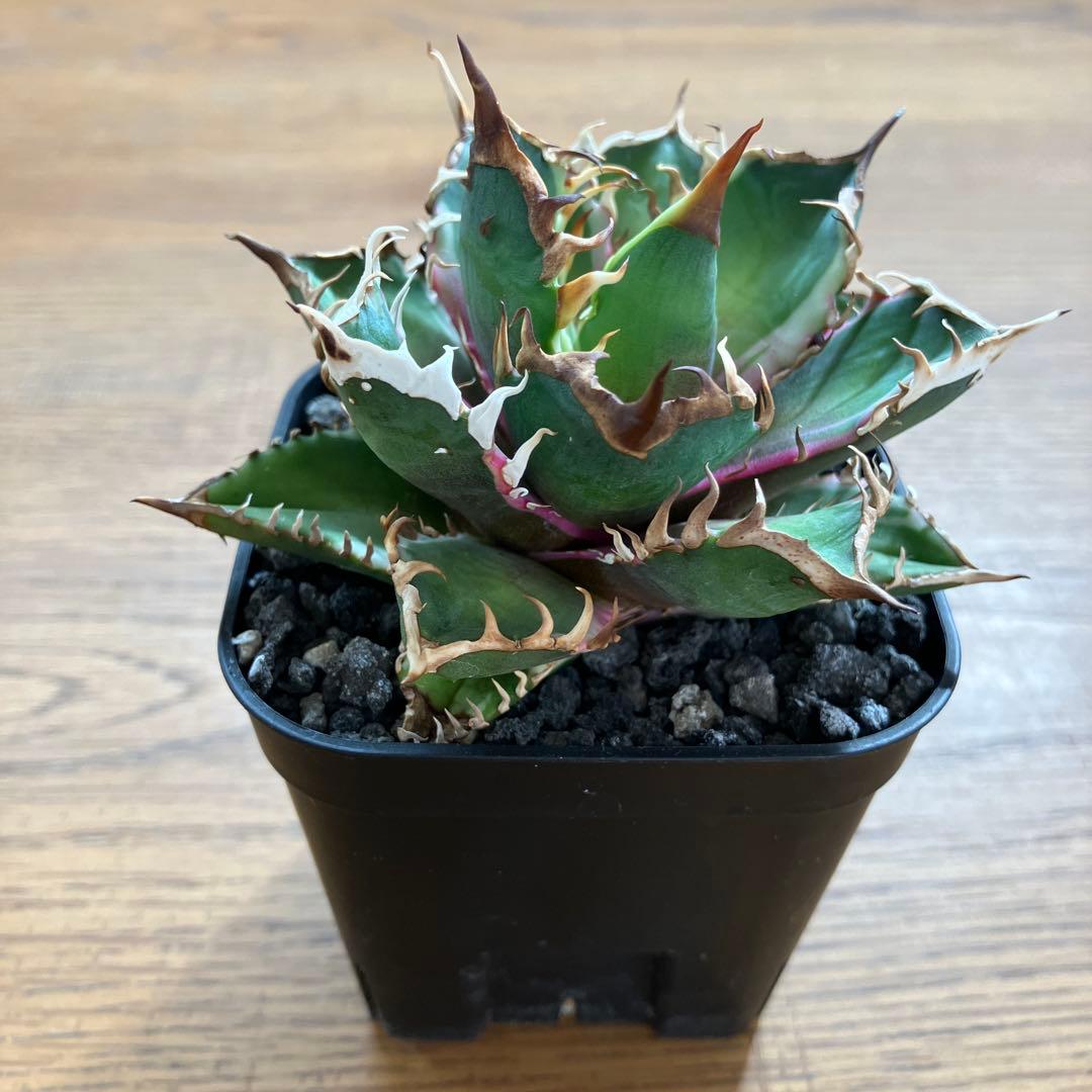 匿名配送【鉢ごと発送】活着　特大　アガべ　チタノタ　赤猫錦　覆輪斑　TC