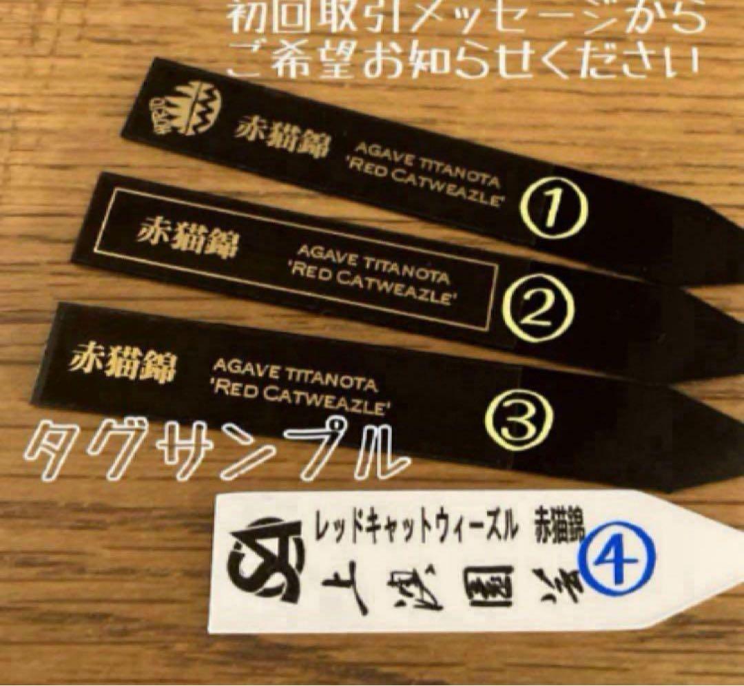 匿名配送【鉢ごと発送】活着　特大　アガべ　チタノタ　赤猫錦　覆輪斑　TC