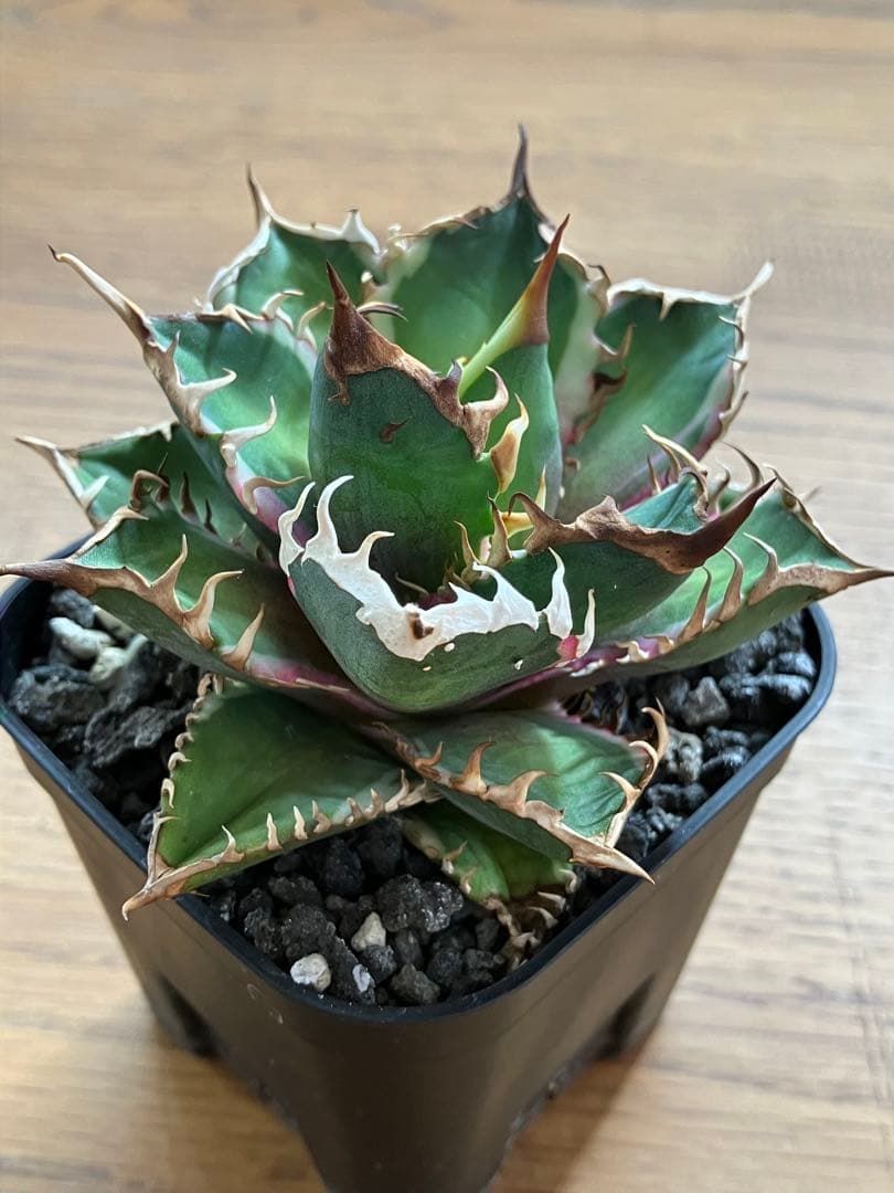 匿名配送【鉢ごと発送】活着　特大　アガべ　チタノタ　赤猫錦　覆輪斑　TC