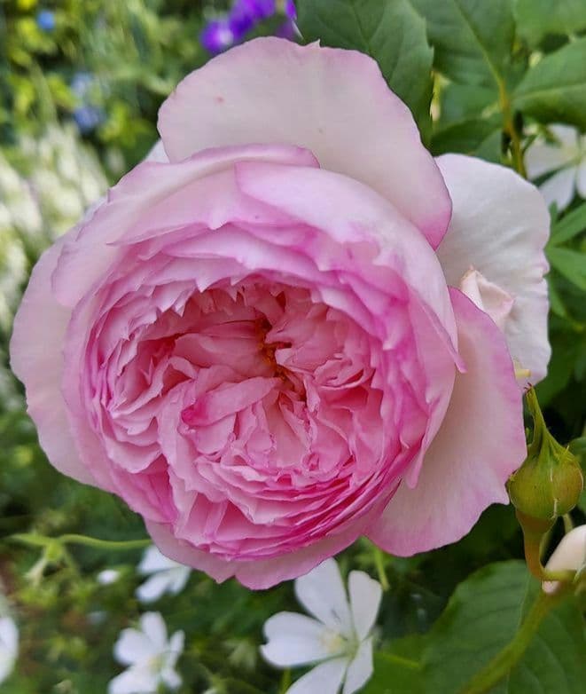 バラ苗　ミルオンザフ⚪ス