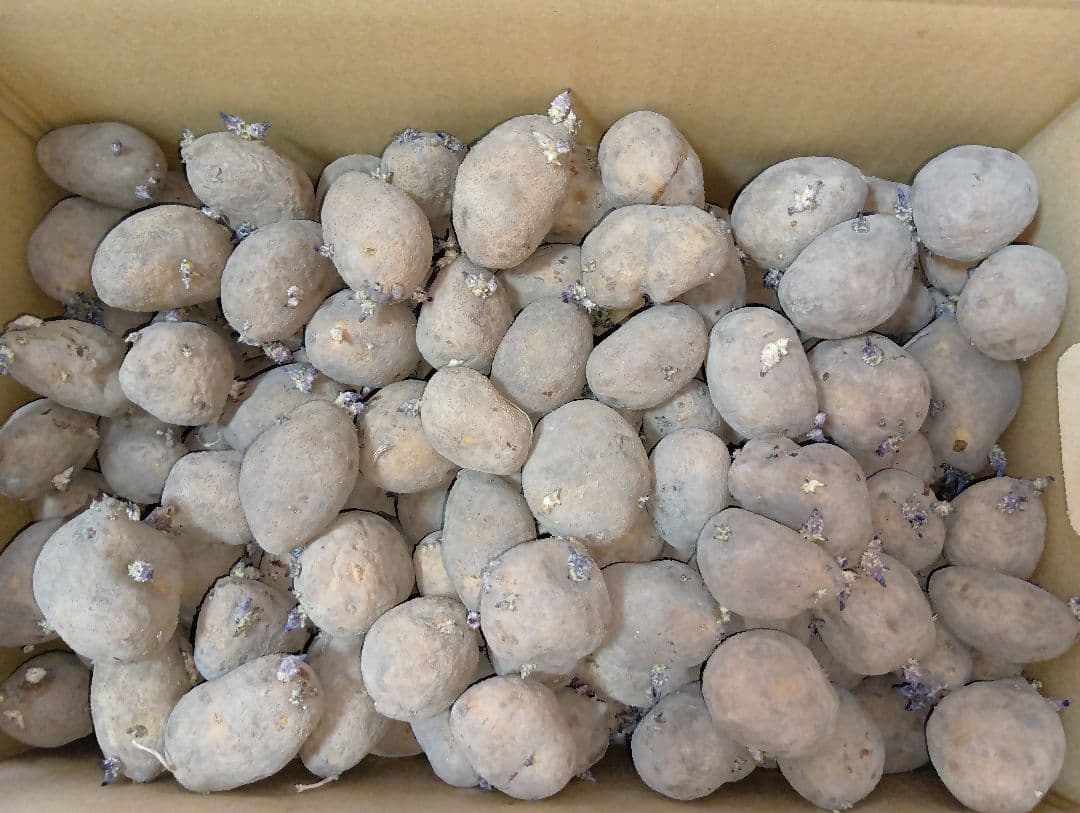 インカのめざめ 種芋 7kg②