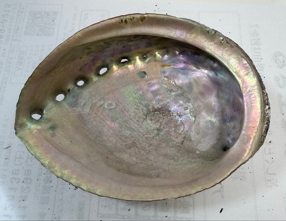 あわび　貝殻　約18×13㎝