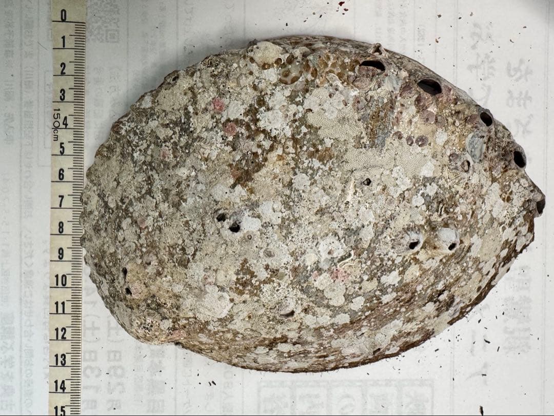 あわび　貝殻　約18×13㎝