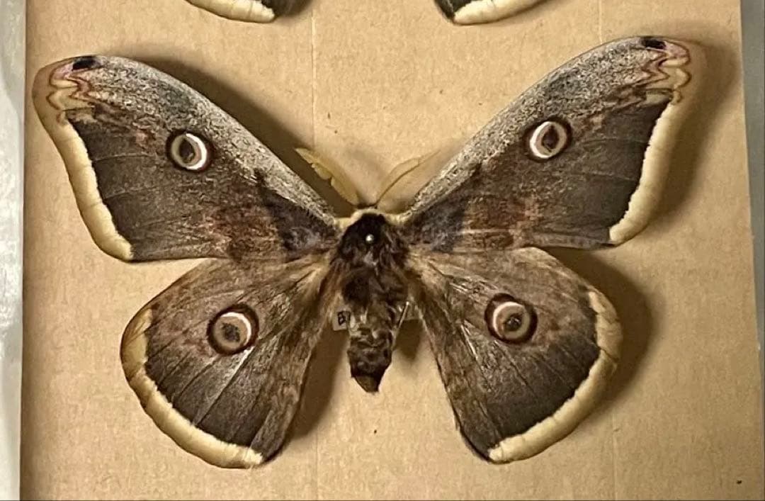 蝶 蛾 標本 オオクジャクヤママユ 少年の日の思い出 ファーブル昆虫記