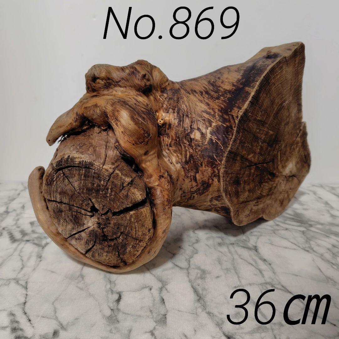 アク抜き済み流木【869】