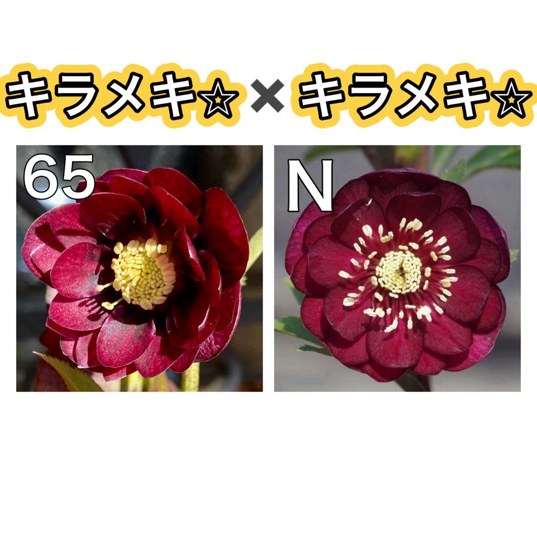キラメキ⭐︎マロンレッド×キラメキ⭐︎赤しべ★クリスマスローズ苗
