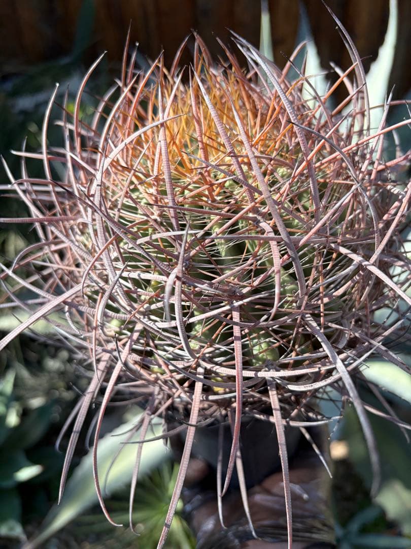 フェロカクタス鯱頭◇多肉サボテン南国ドライガーデン島アガベ　ユッカ　ヤシ　アロエ