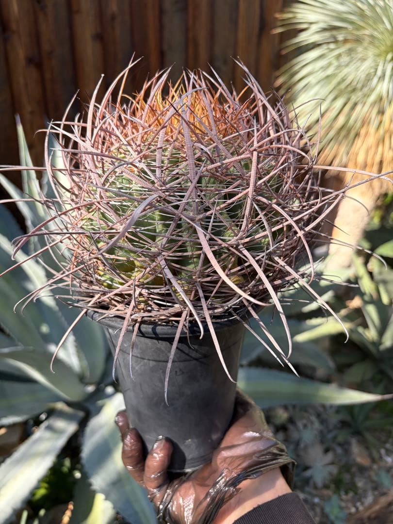 フェロカクタス鯱頭◇多肉サボテン南国ドライガーデン島アガベ　ユッカ　ヤシ　アロエ