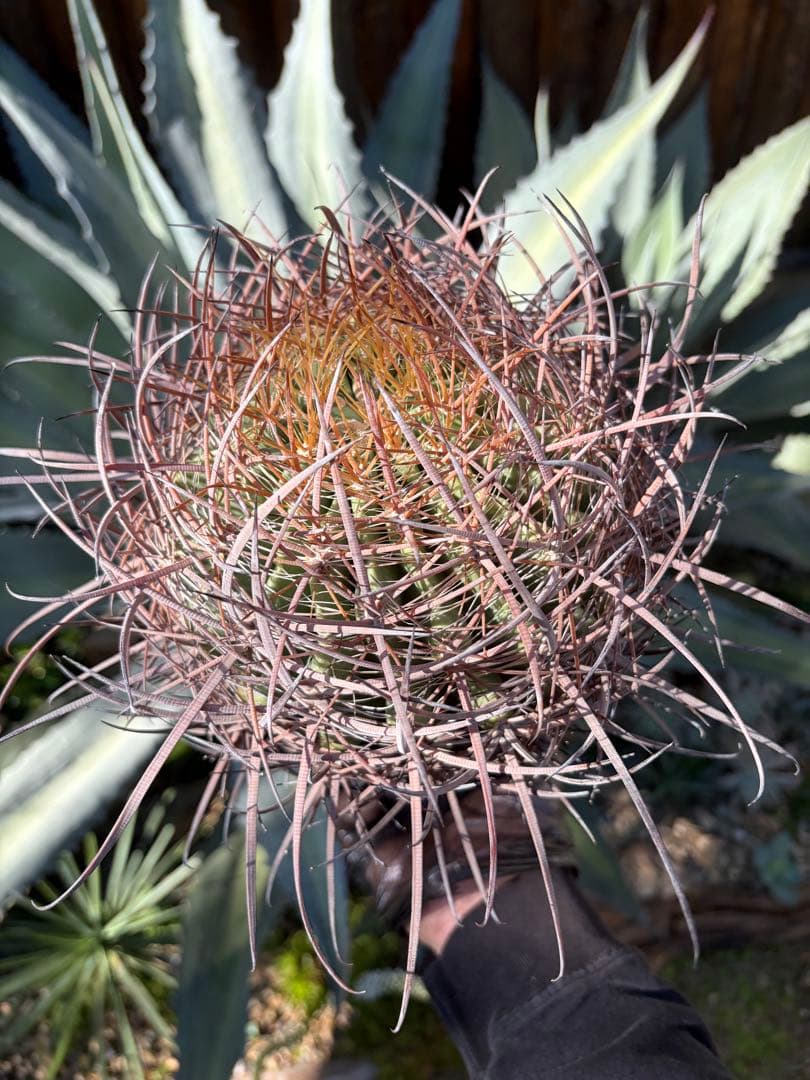 フェロカクタス鯱頭◇多肉サボテン南国ドライガーデン島アガベ　ユッカ　ヤシ　アロエ