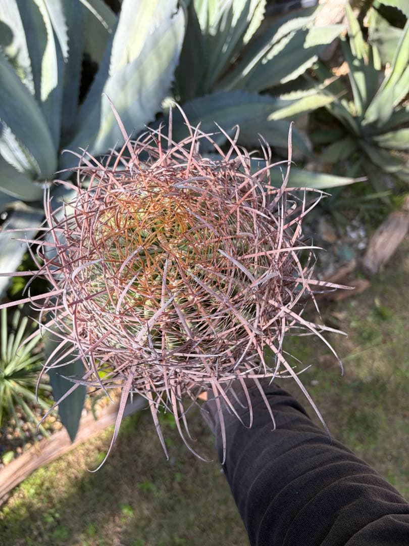 フェロカクタス鯱頭◇多肉サボテン南国ドライガーデン島アガベ　ユッカ　ヤシ　アロエ