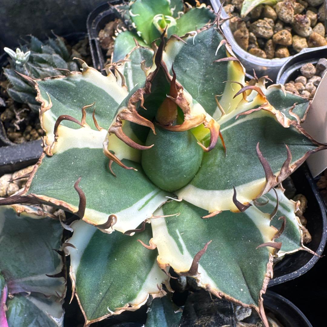 即決価格アガベ美形シーザー錦　白覆輪　強棘