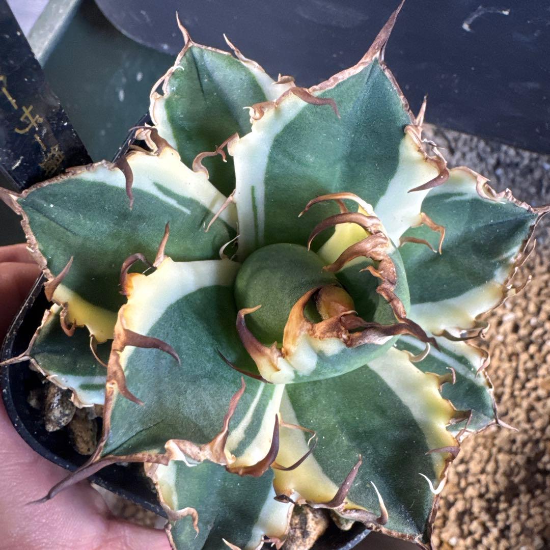 即決価格アガベ美形シーザー錦　白覆輪　強棘