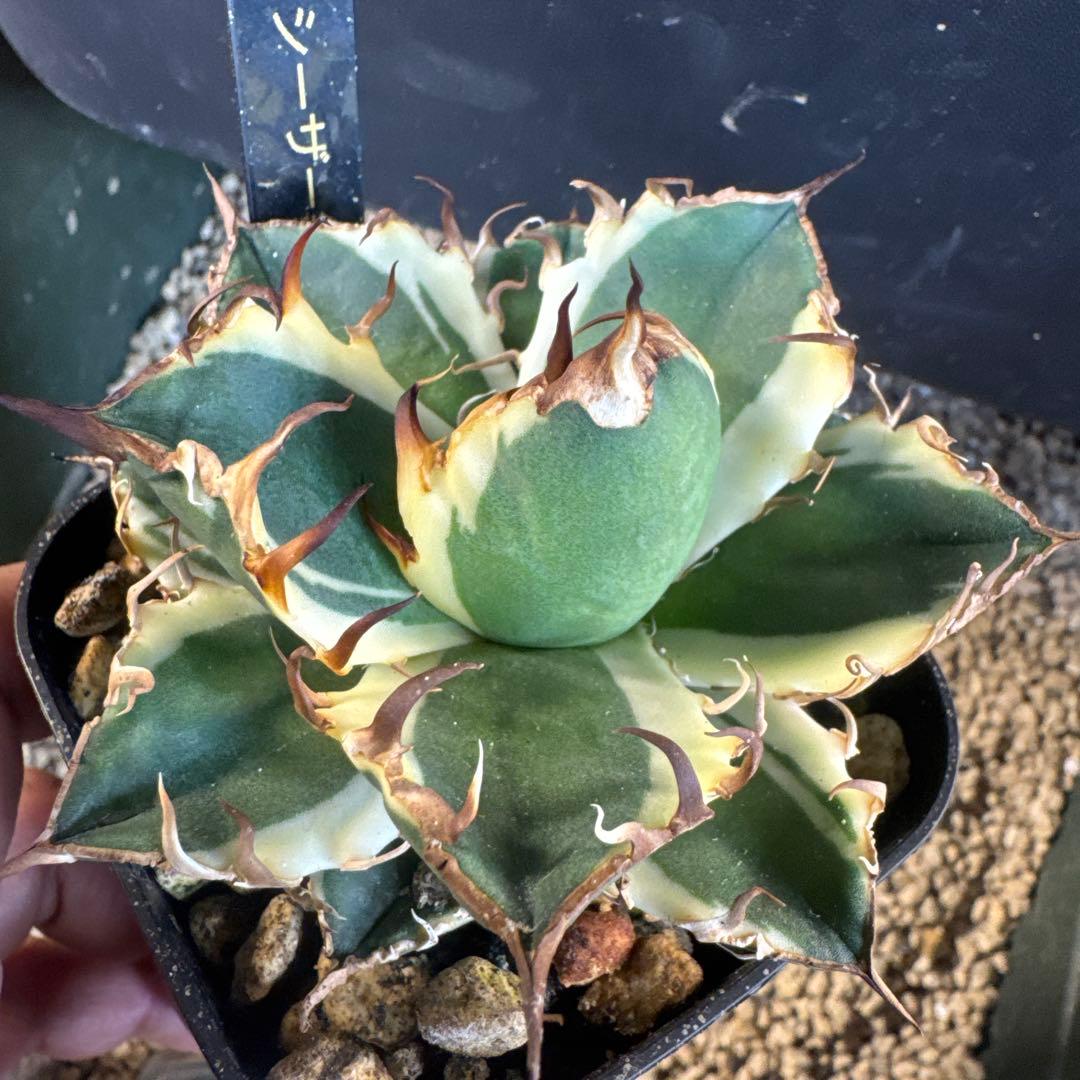 即決価格アガベ美形シーザー錦　白覆輪　強棘