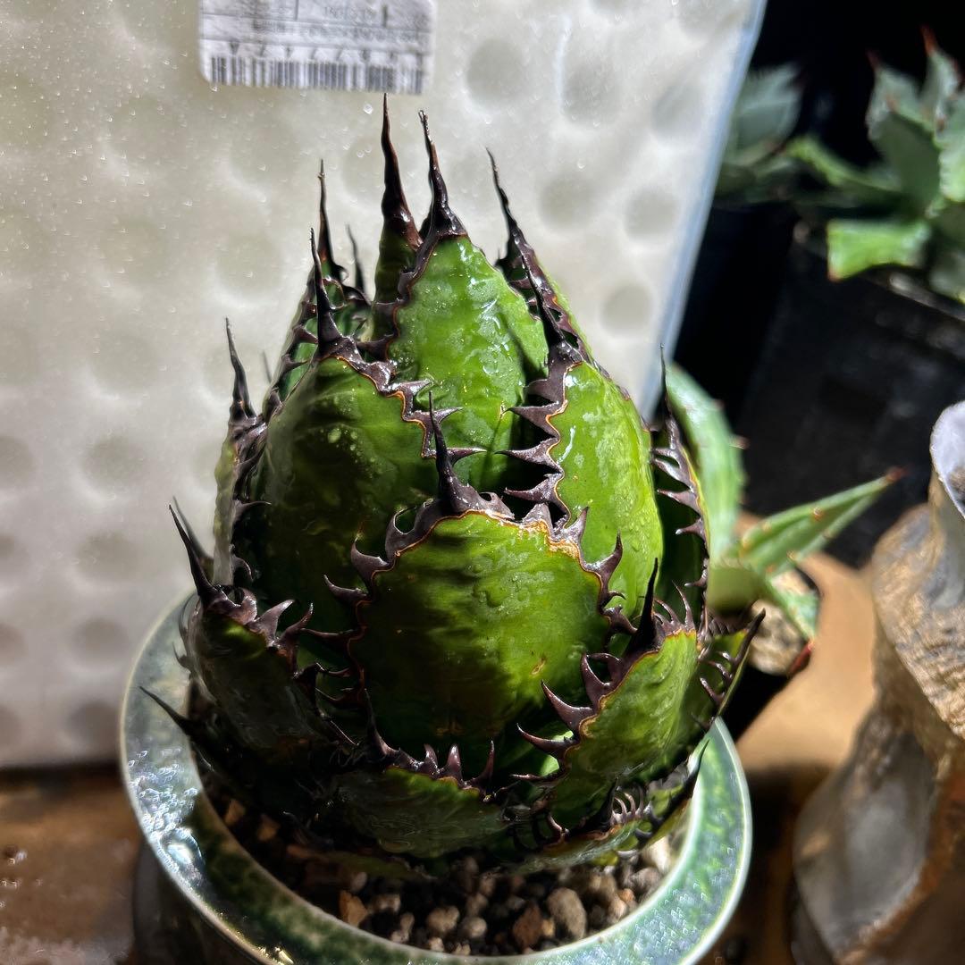 アガベ　ホリダ　陽炎　大株　ボールタイプ　ドワーフ　特選S級選抜　発根管理中