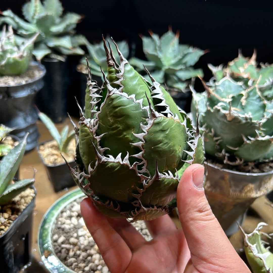 アガベ　ホリダ　陽炎　大株　ボールタイプ　ドワーフ　特選S級選抜　発根管理中