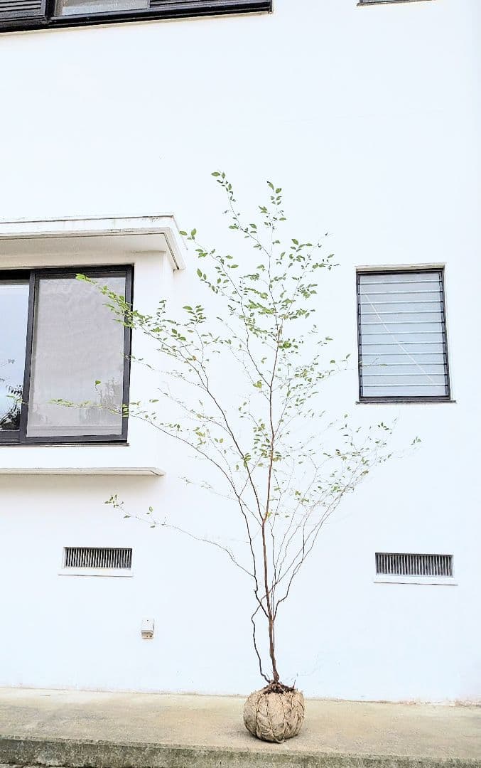 極美。特大山採りアブラチャン。