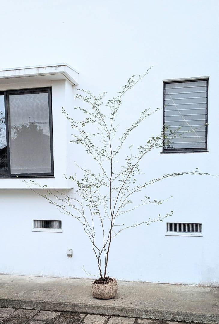 極美。特大山採りアブラチャン。