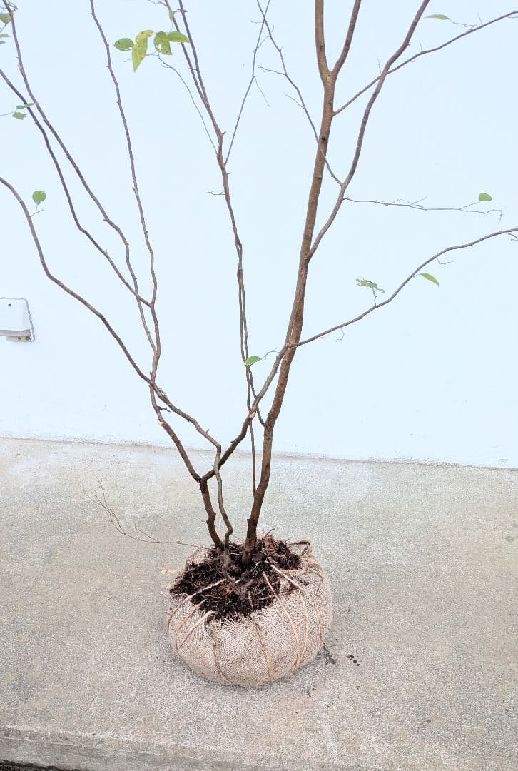 極美。特大山採りアブラチャン。