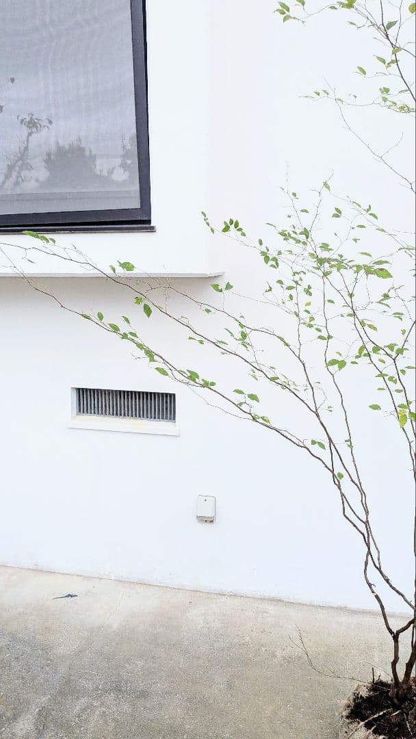 極美。特大山採りアブラチャン。