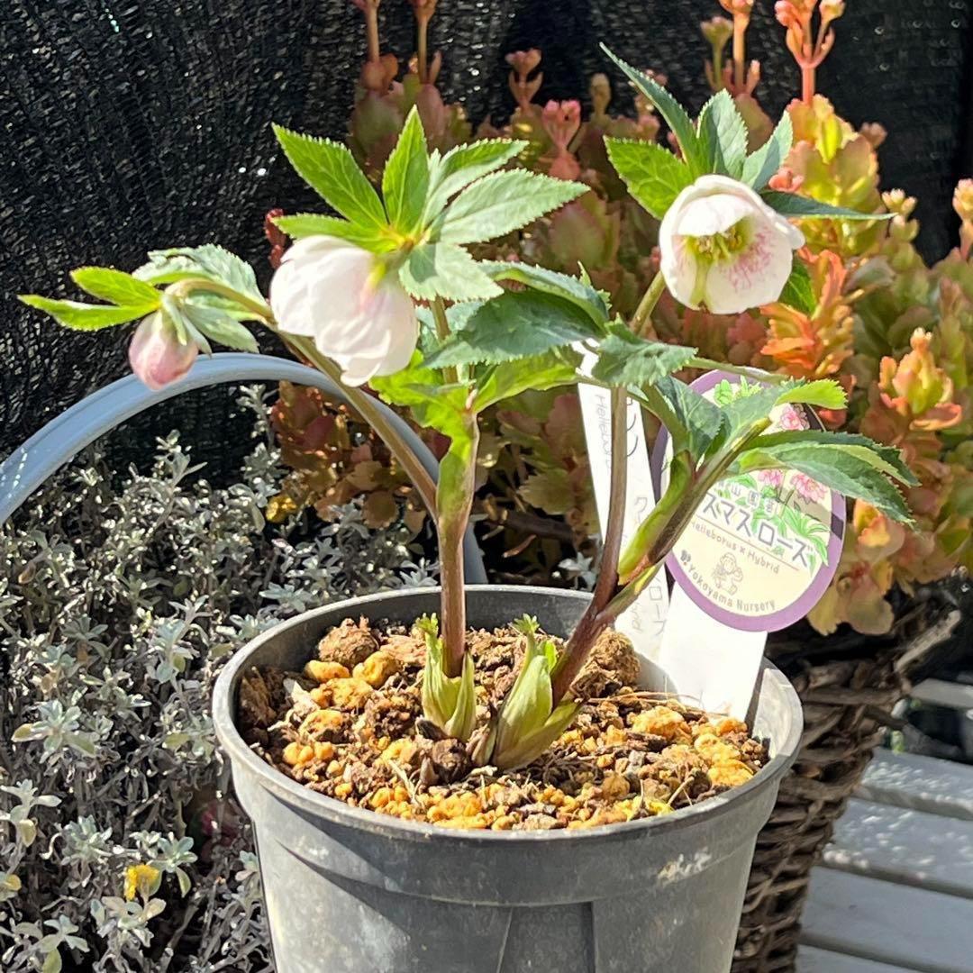 ⭐️スペシャル価格⭐️☘️ラスト2☘️❤️セール❤️369❤️ 超希少❤️ 【ヨシノ】