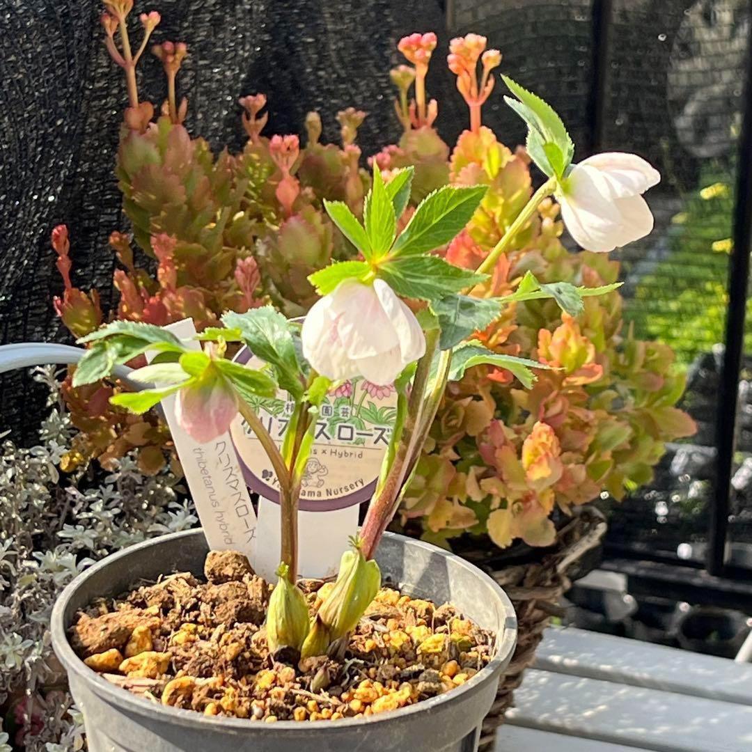 ⭐️スペシャル価格⭐️☘️ラスト2☘️❤️セール❤️369❤️ 超希少❤️ 【ヨシノ】