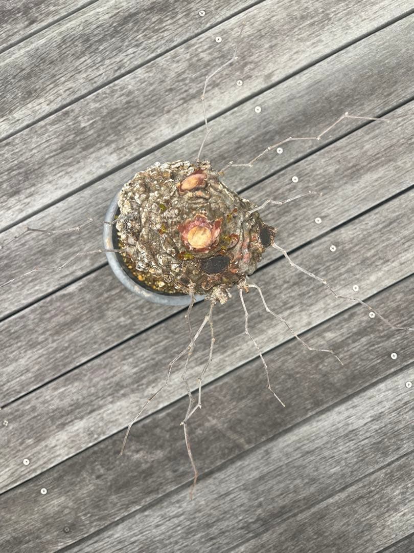 オペルクリカリア　パキプス発根済み