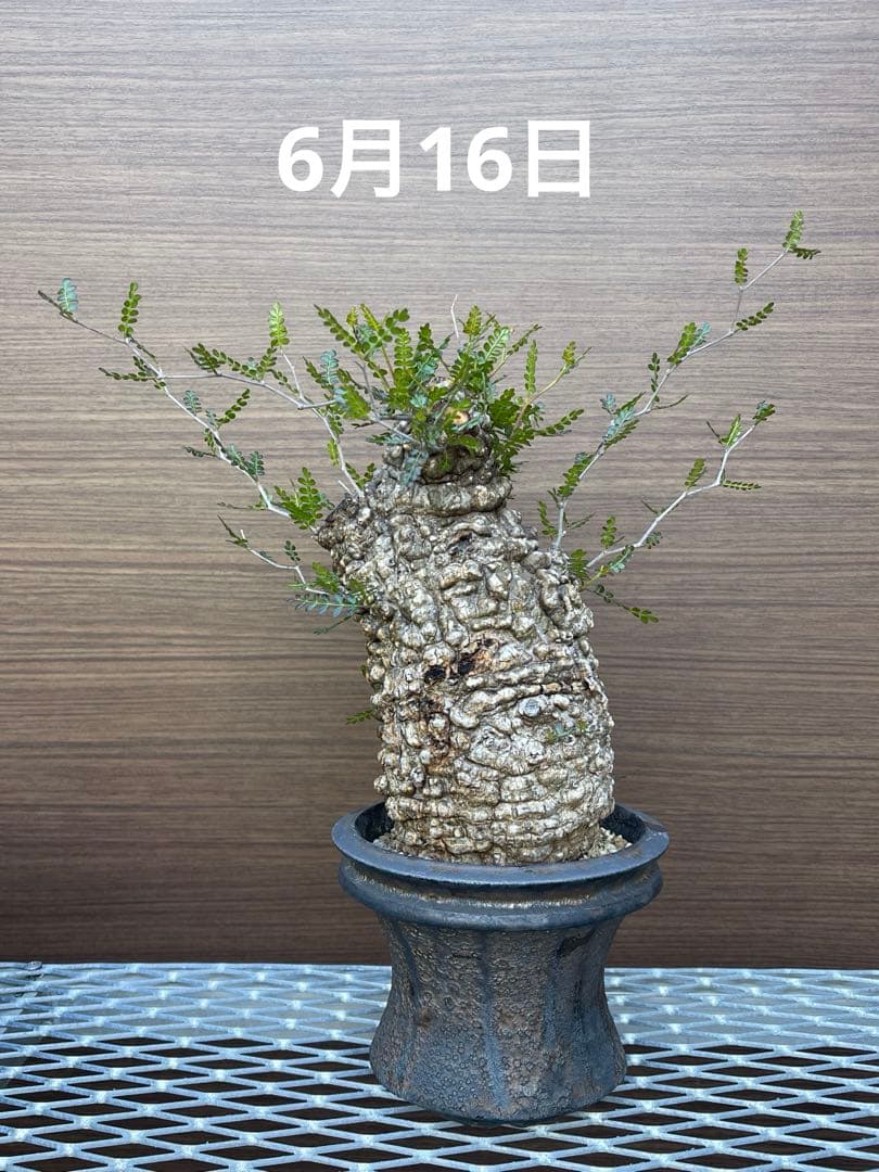 オペルクリカリア　パキプス発根済み