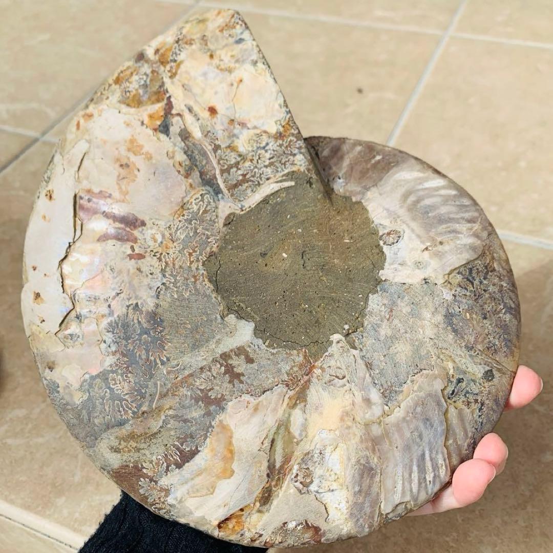 【⭐️超級・玄関映え浄化‼︎⭐️】茶色 マダガスカル産 巨大アンモナイト 化石 他1点