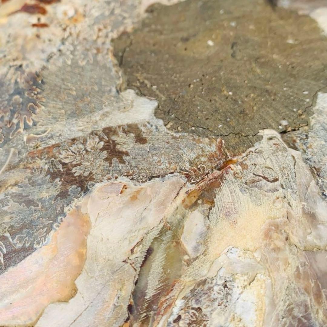 【⭐️超級・玄関映え浄化‼︎⭐️】茶色 マダガスカル産 巨大アンモナイト 化石 他1点