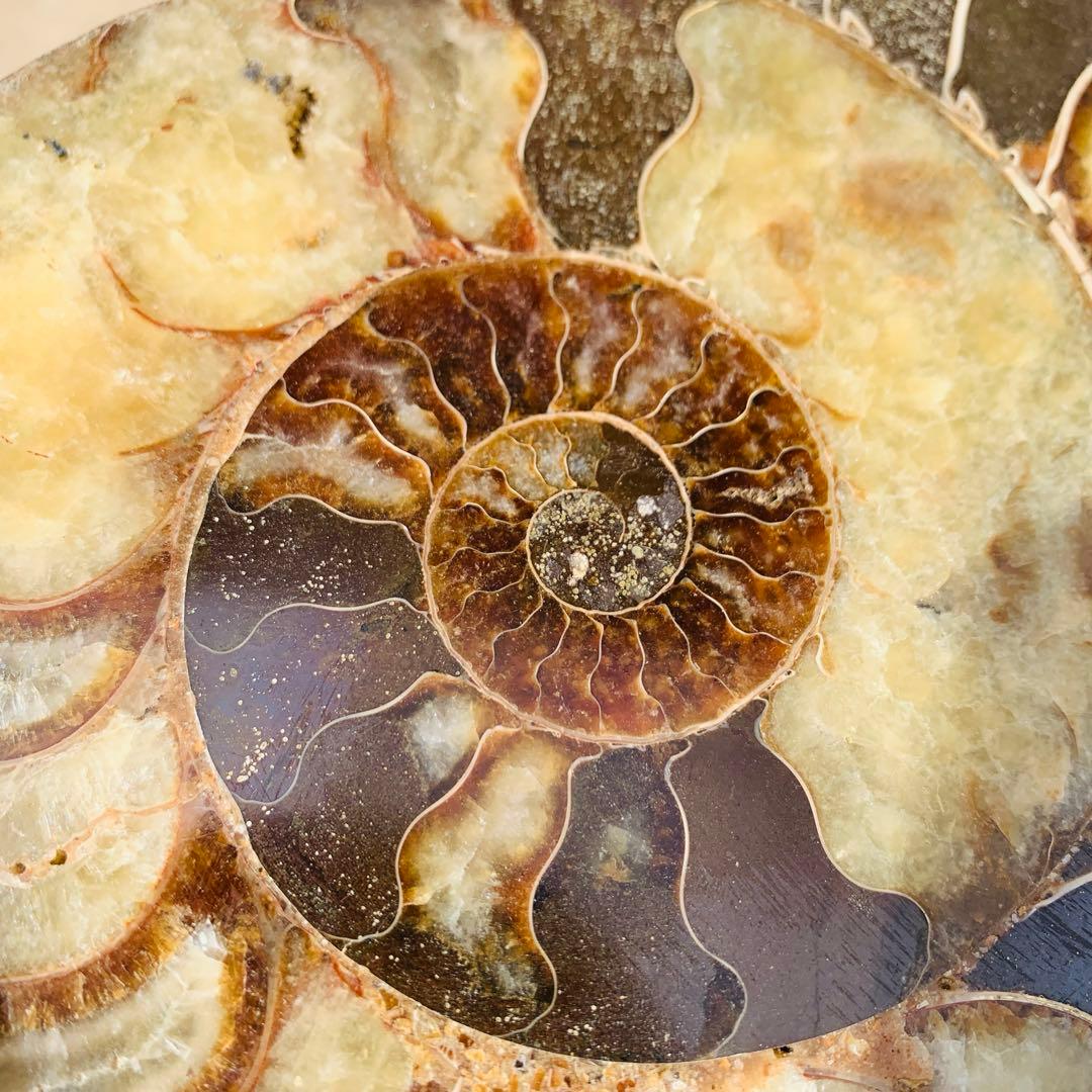 【⭐️超級・玄関映え浄化‼︎⭐️】茶色 マダガスカル産 巨大アンモナイト 化石 他1点