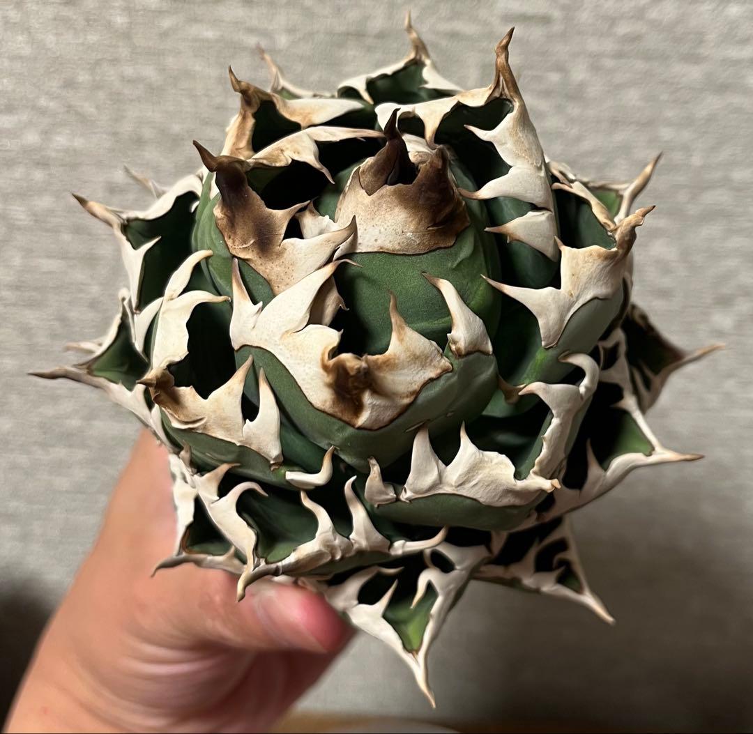 【値下げ】コレクション株　レッドキャットウィーズル　ボールタイプ　極上株