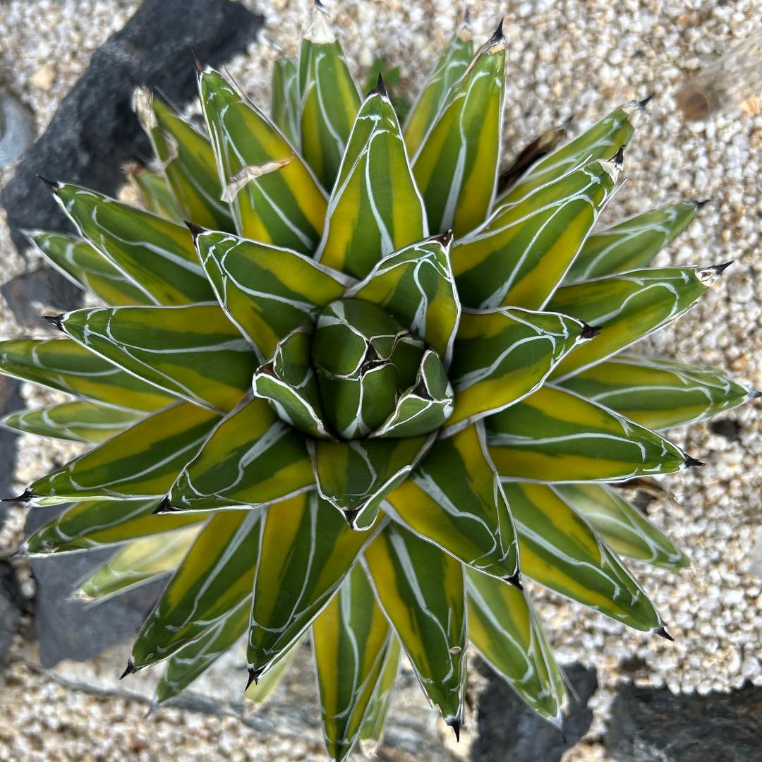 【最終値下げ】 アガベ　笹の雪錦　大株