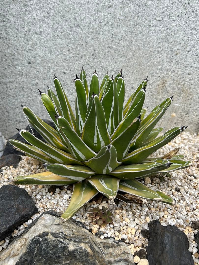 【最終値下げ】 アガベ　笹の雪錦　大株