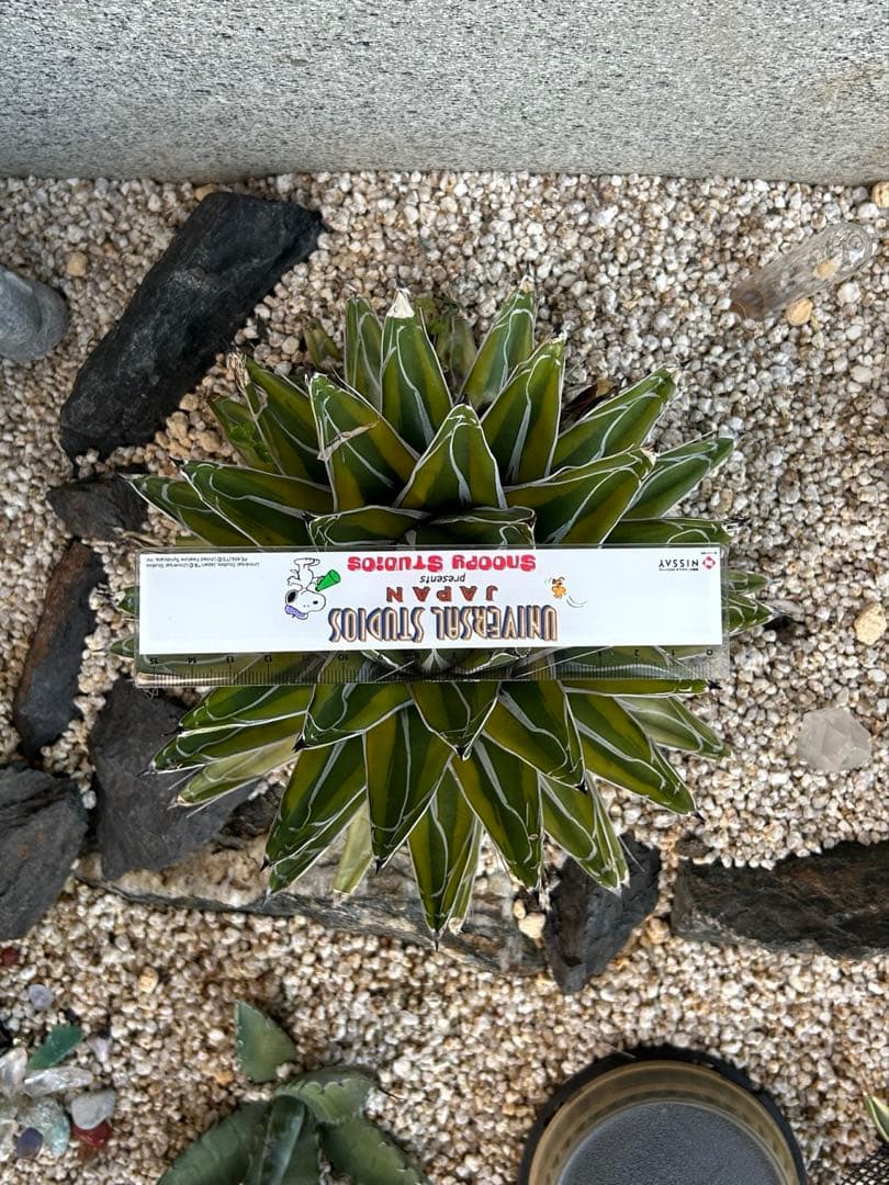 【最終値下げ】 アガベ　笹の雪錦　大株