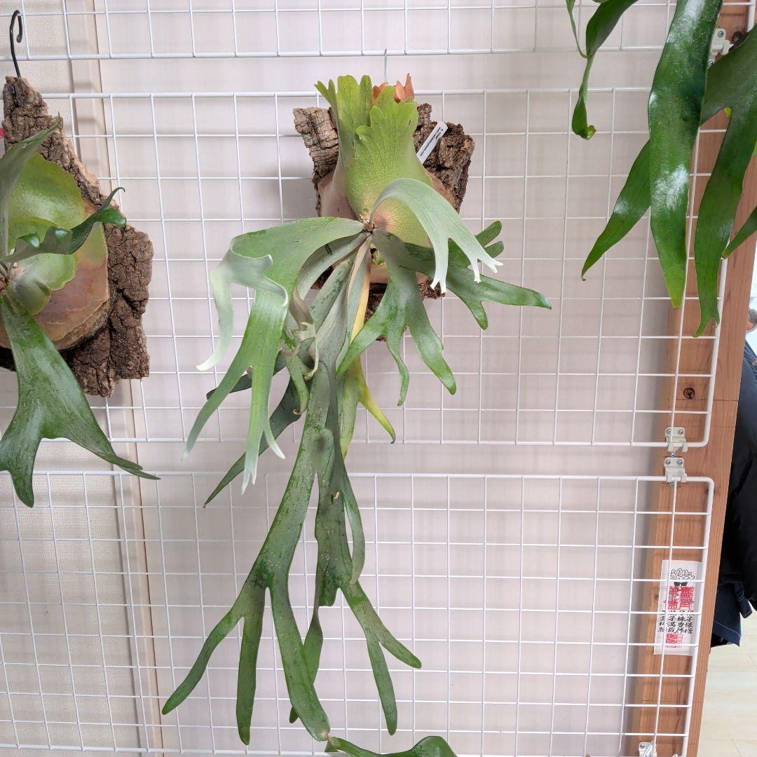 【雪月花】パタ#3 Ripples Gluta　SET