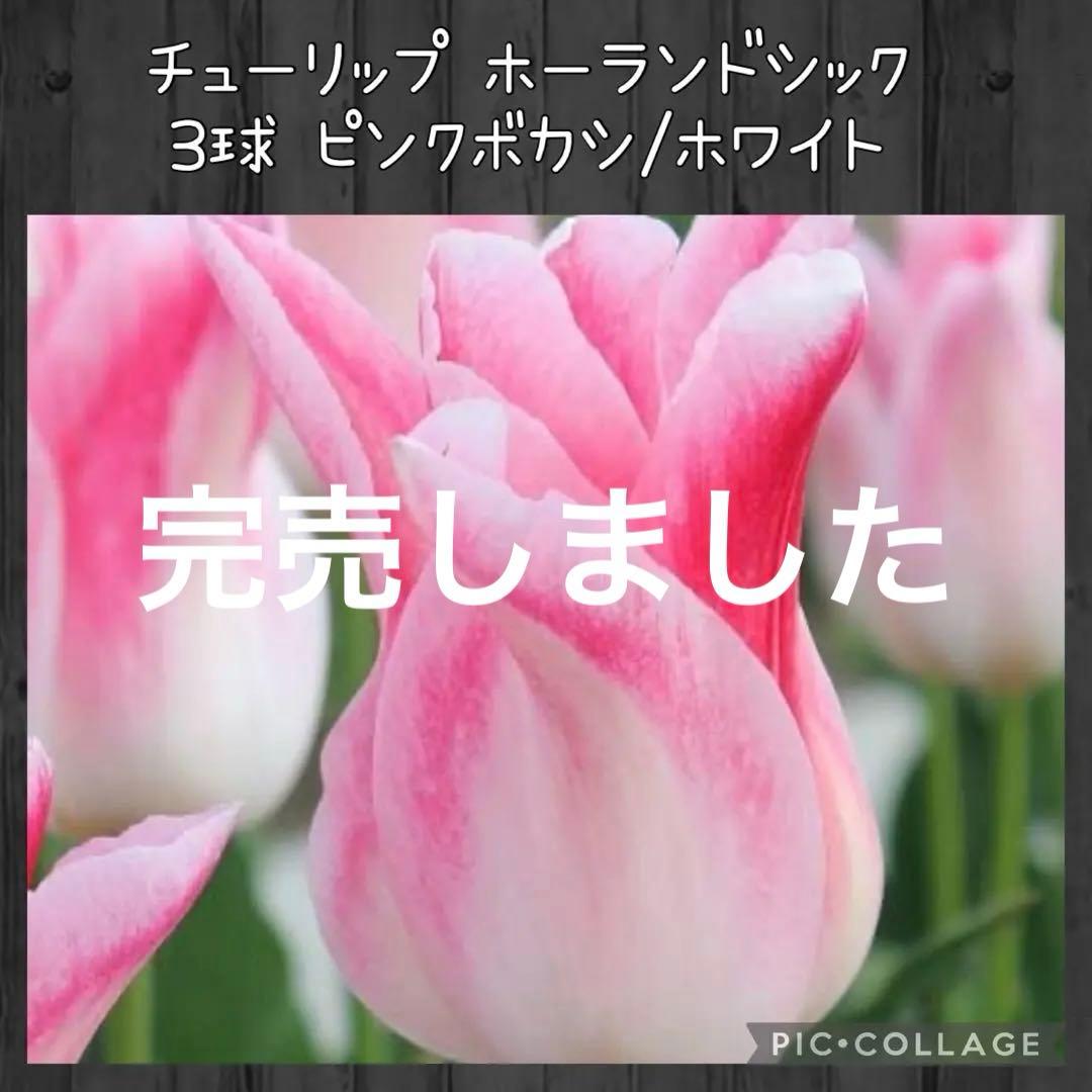 【球根】ホーランドシック 3球　チューリップ　ユリ咲き　ホワイト　ピンクボカシ