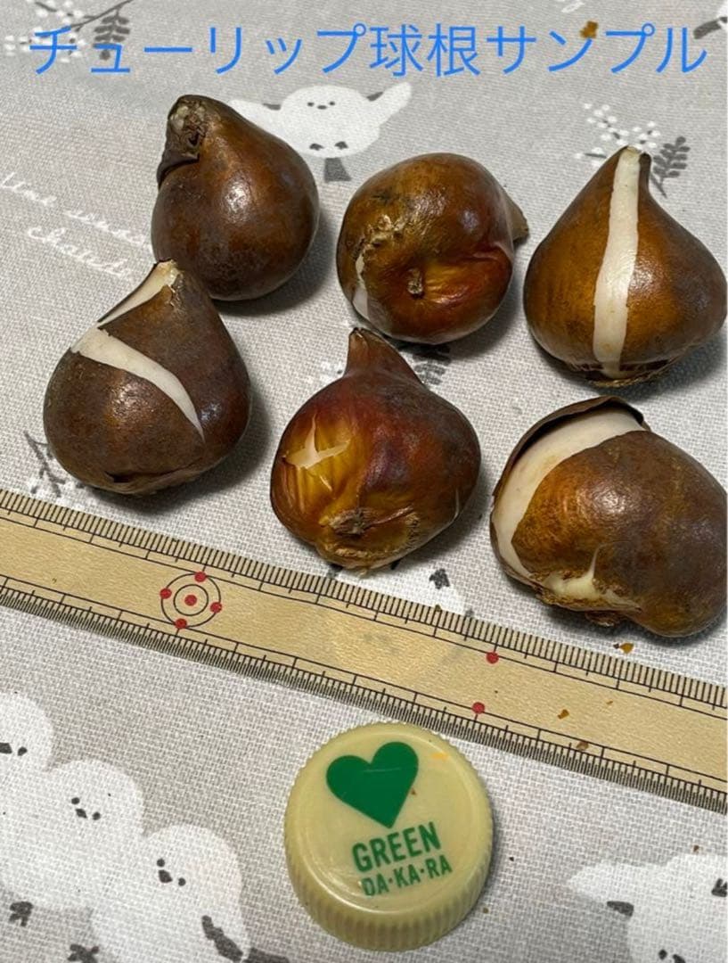 【球根】ホーランドシック 3球　チューリップ　ユリ咲き　ホワイト　ピンクボカシ