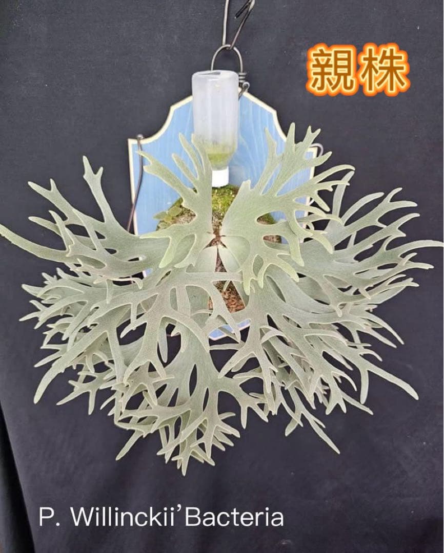 Akiko　ビカクシダOMG + bacteria sporeling