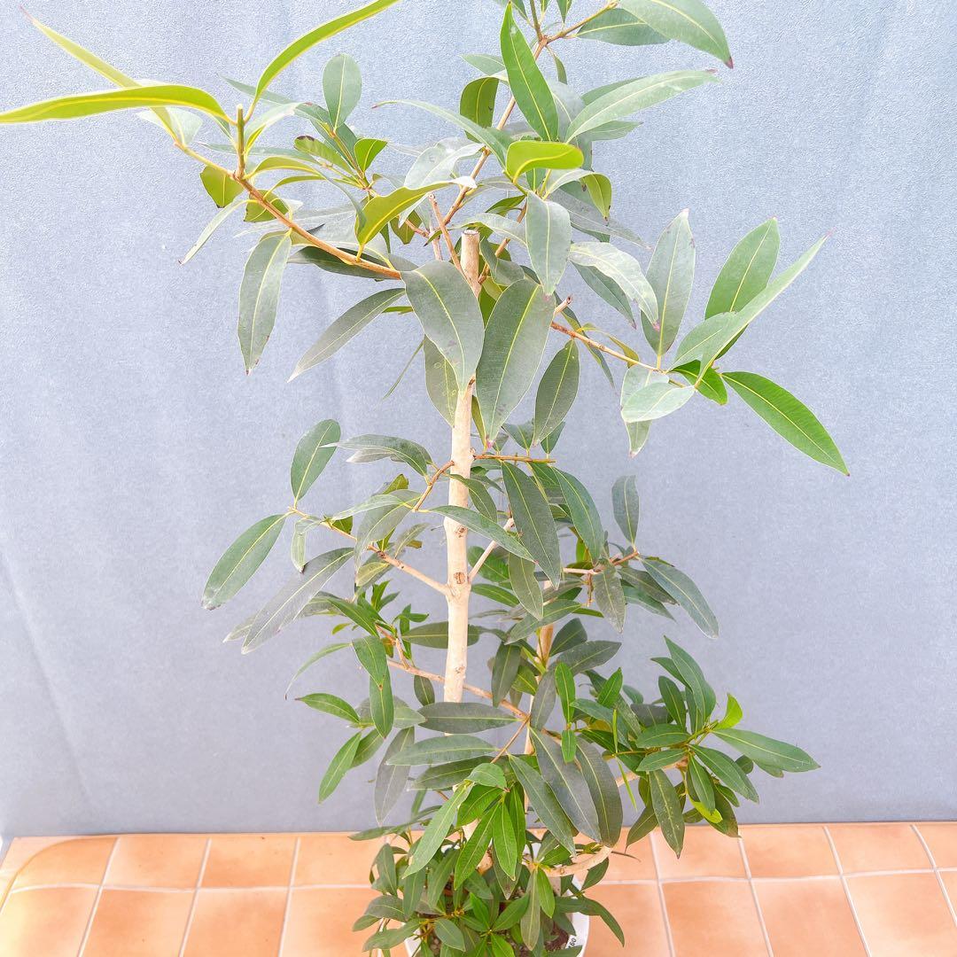 現品　アマゾンオリーブ　30番　オリーブ　観葉植物　希少　インテリアグリーン