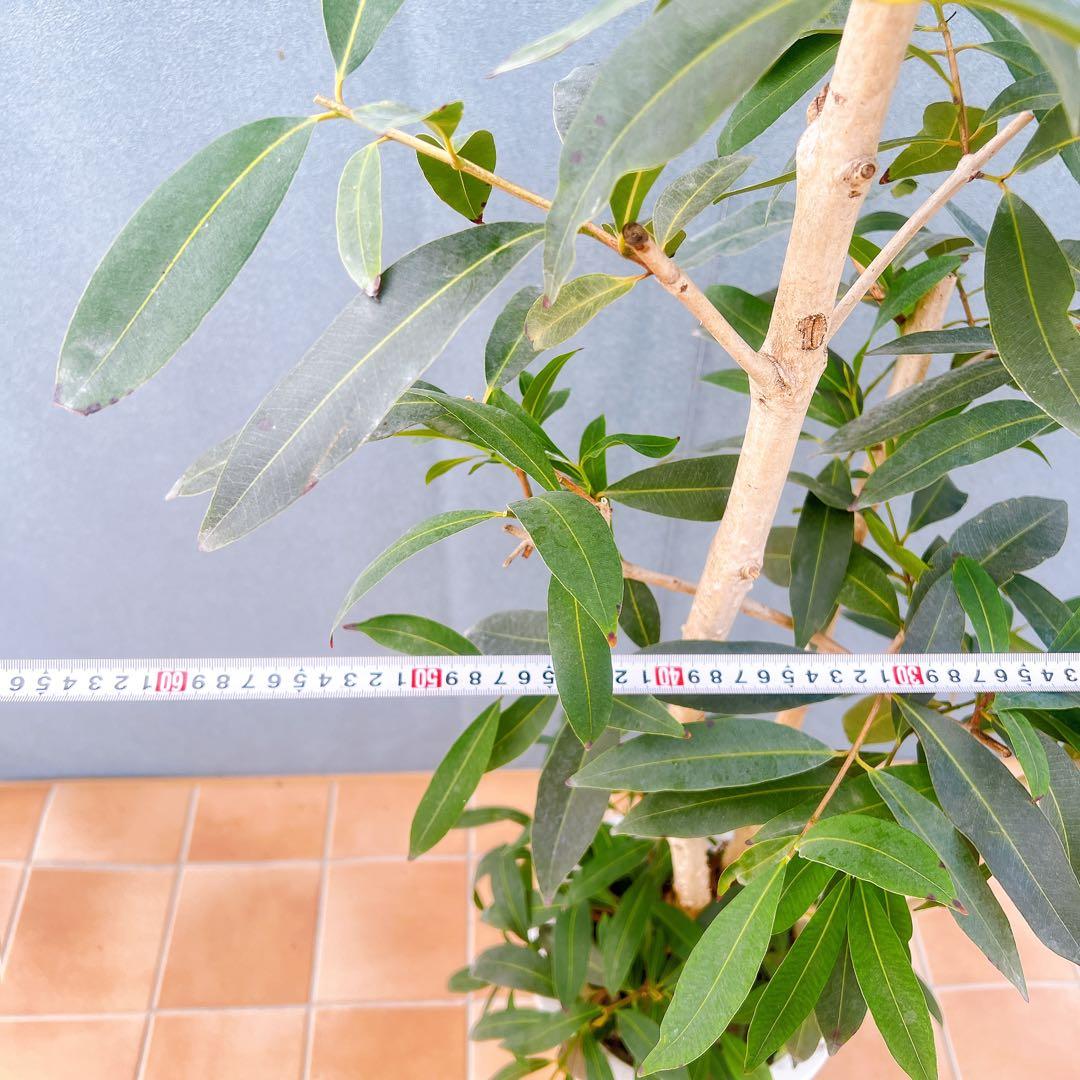 現品　アマゾンオリーブ　30番　オリーブ　観葉植物　希少　インテリアグリーン