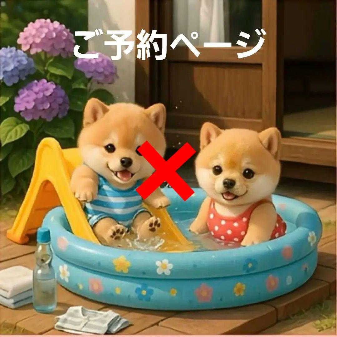 プールに入る柴犬、ポメラニアン、マルチーズ、トイプードル、シーズ、チワワ