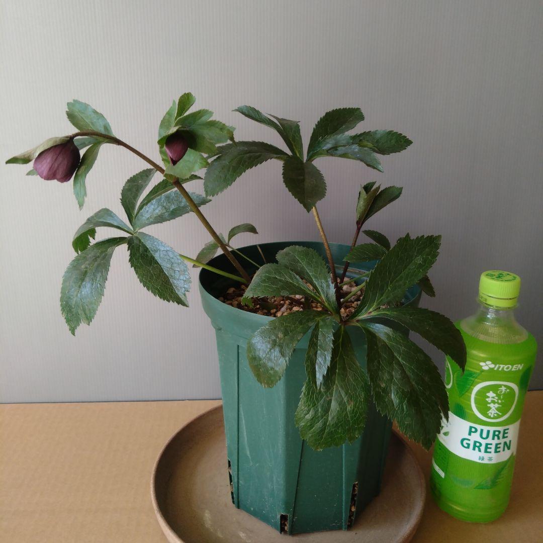 クリスマスローズ　ダークパープル系dd　大きめ株　　開花株